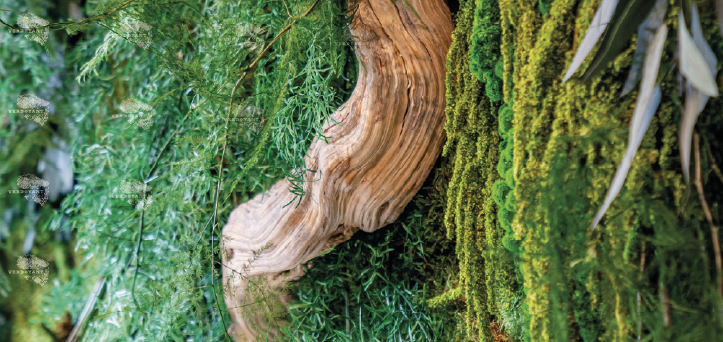 Mur Vegetal, avec une liane de Bali Mur verdoyant avec une lianne de bali.